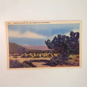 Vintage Mid Century Color Postcard Creosote Bush on the Desert in California